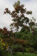 Image de Oxydendrum