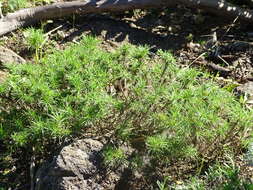 Plantago arborescens Poir. resmi