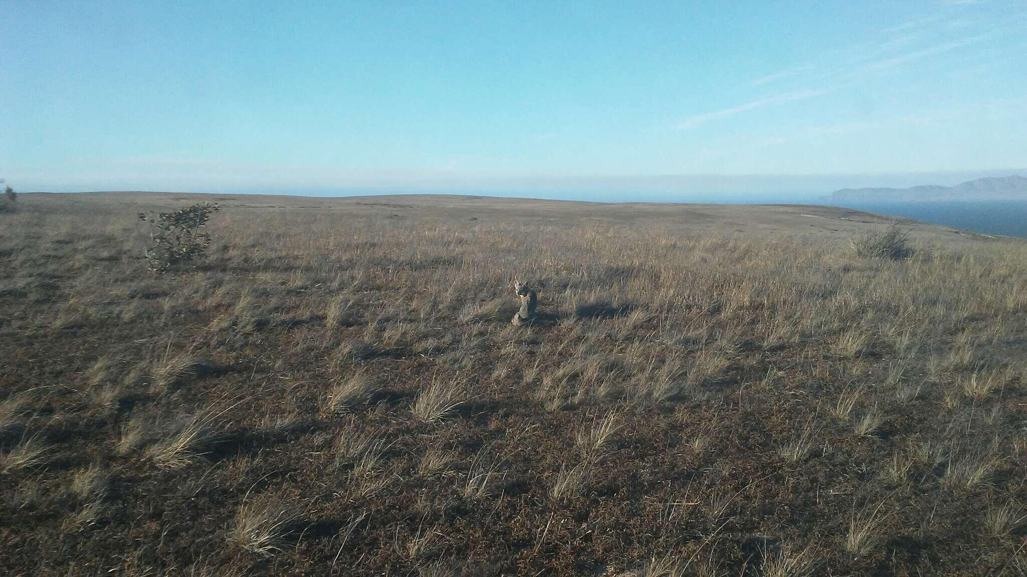 Image of California Channel Island Fox