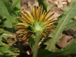 Image of Taraxacum platycarpum Dahlst.