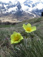 صورة Pulsatilla alpina subsp. apiifolia (Scop.) Nyman