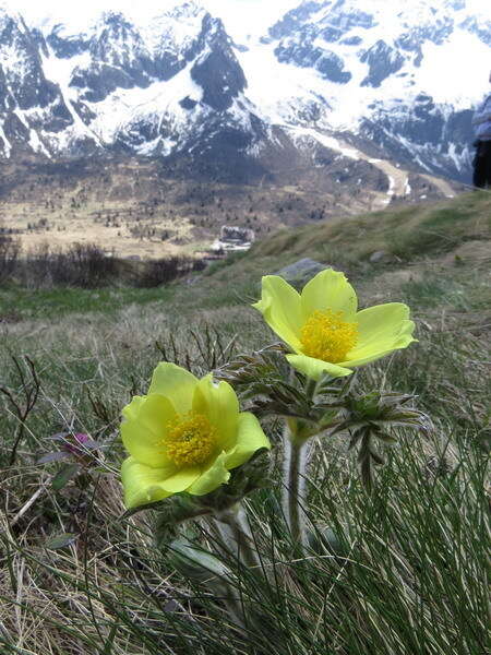 صورة Pulsatilla alpina subsp. apiifolia (Scop.) Nyman