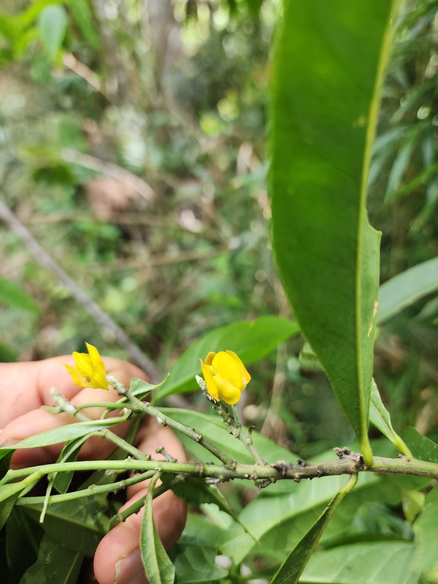 Слика од Caamembeca oxyphylla (DC.) J. F. B. Pastore