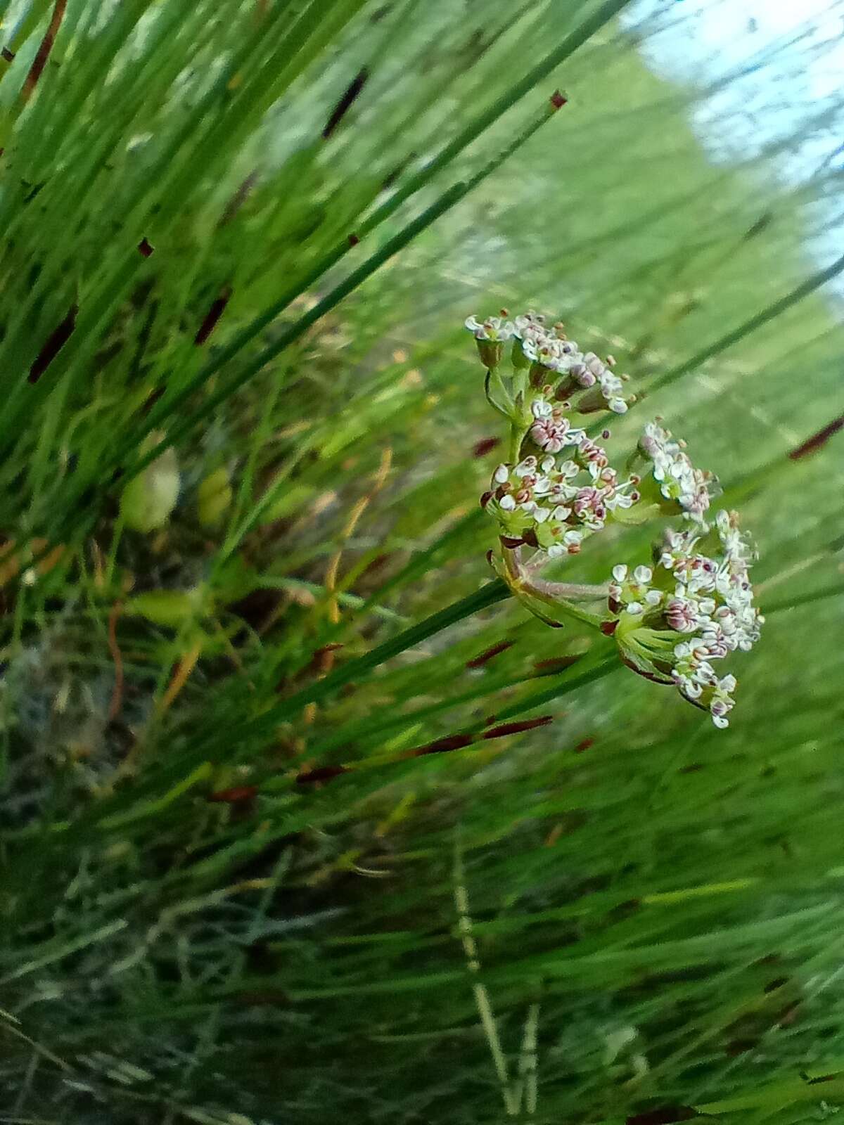 Itasina filifolia (Thunb.) Raf. resmi