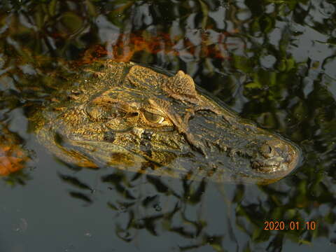 Image of Broad-snouted Caiman
