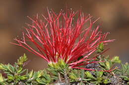 Image of Melaleuca cyrtodonta Turcz.