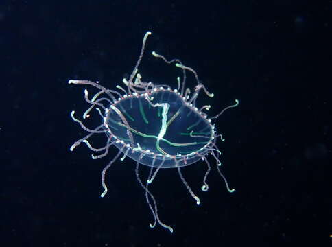 Image of Olindias muelleri Haeckel 1879