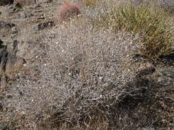 Sivun Encelia virginensis A. Nels. kuva