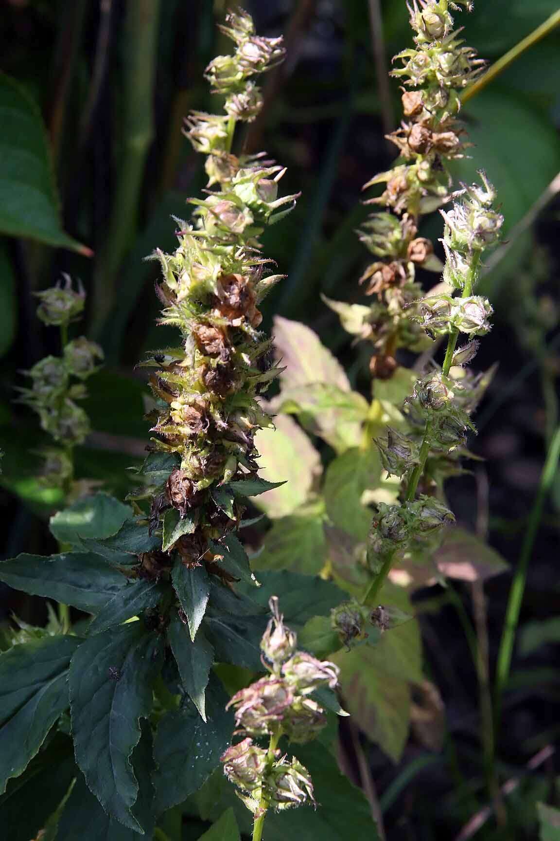 Слика од Lobelia siphilitica L.