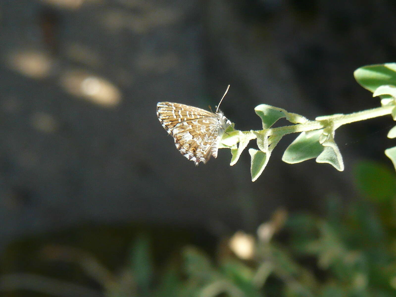 Image de Theclinesthes serpentata (Herrich-Schäffer 1869)