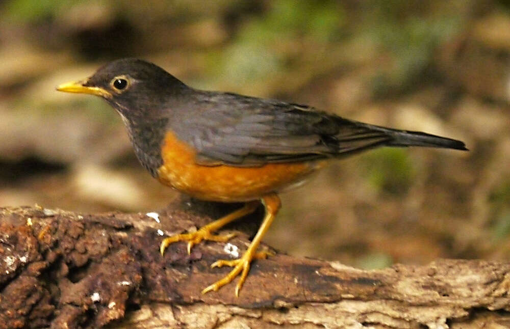 Image of Black-breasted Thrush