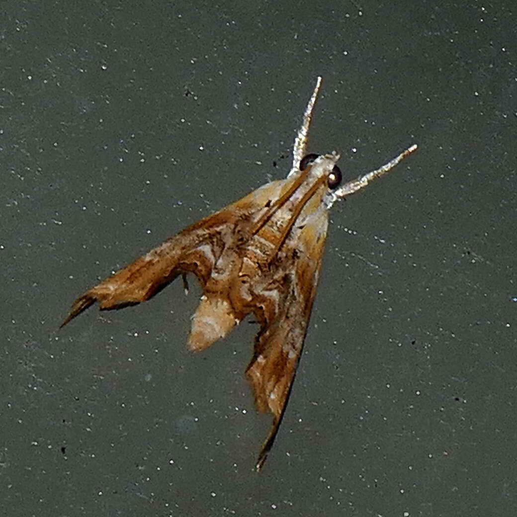 Image of Julia's Dicymolomia