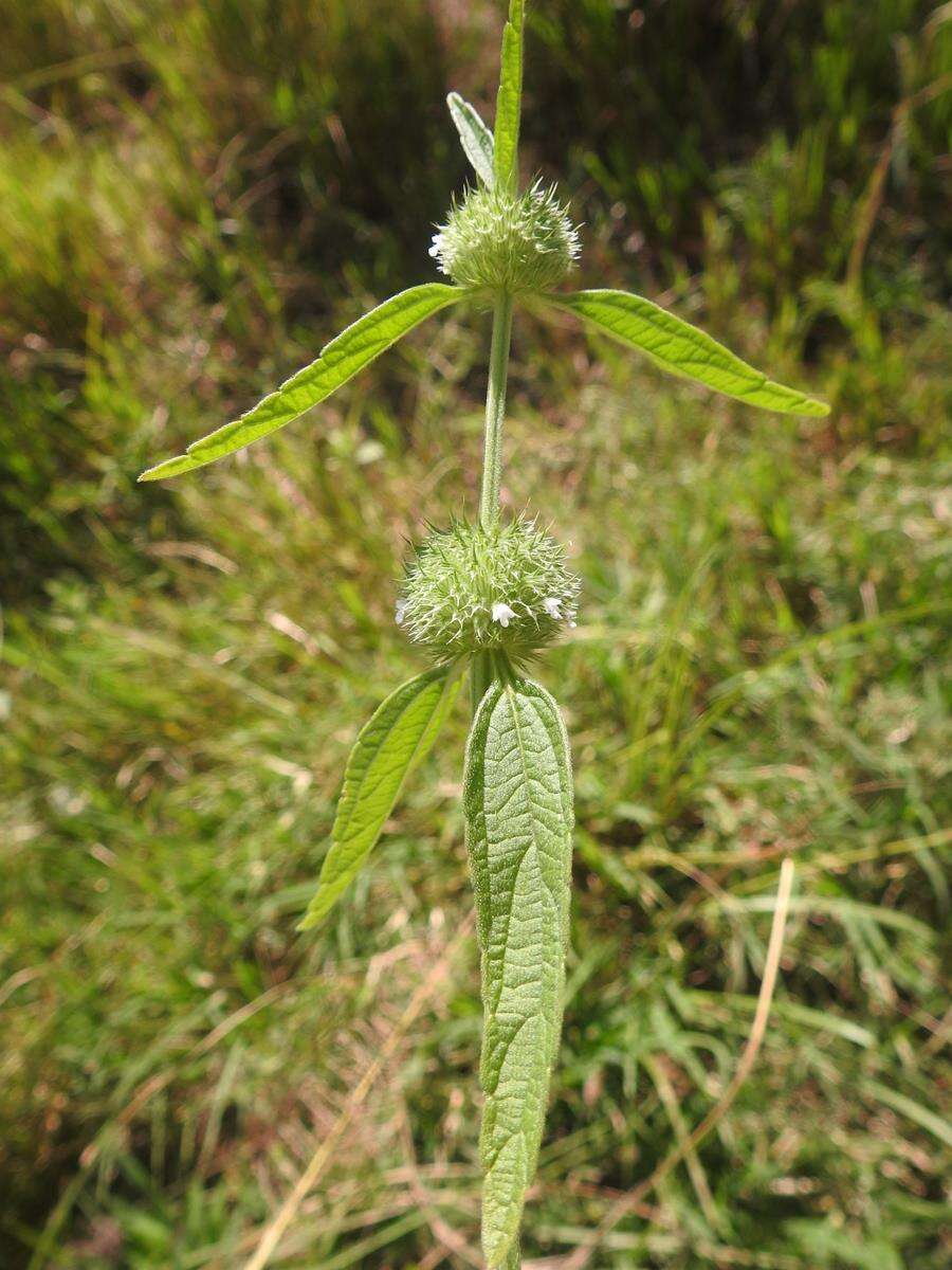 Image of Leucas neuflizeana Courbon