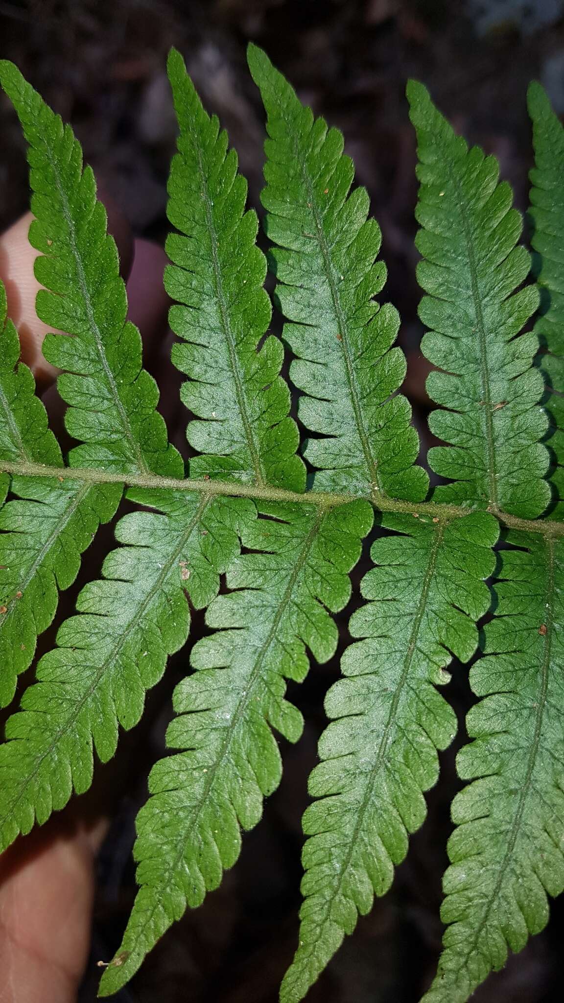 Image of Trigonospora tenera (Roxb.) Mazumdar