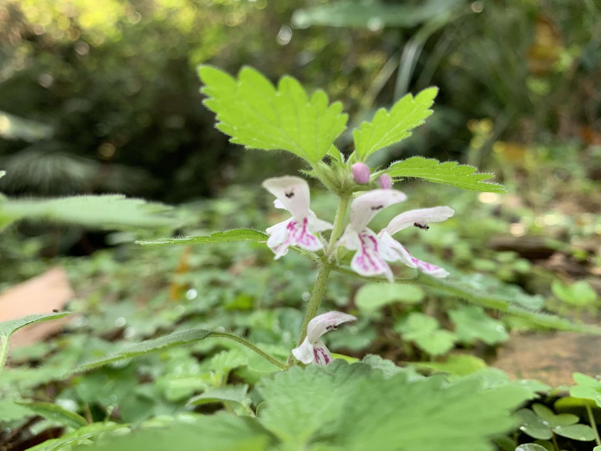 Matsumurella tuberifera (Makino) Makino的圖片