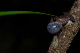 Image of Kudremukh bush frog