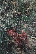 Imagem de Grevillea bipinnatifida R. Br.