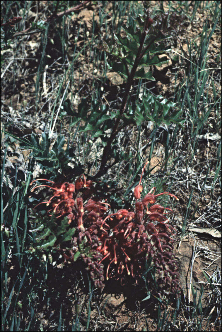 Image of Fuchsia grevillea