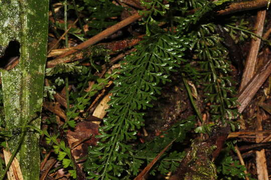 Image of Asplenium dregeanum Kunze