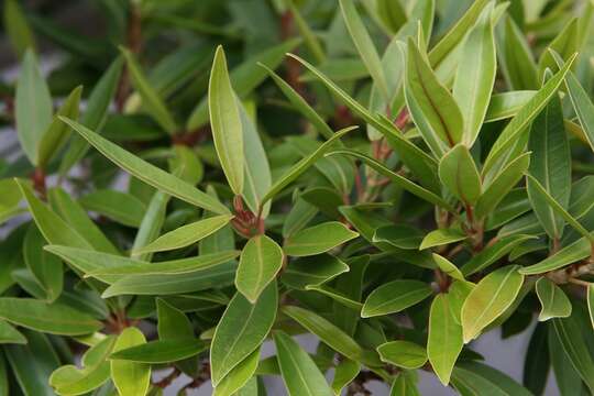 Image of Ficus neriifolia Smith