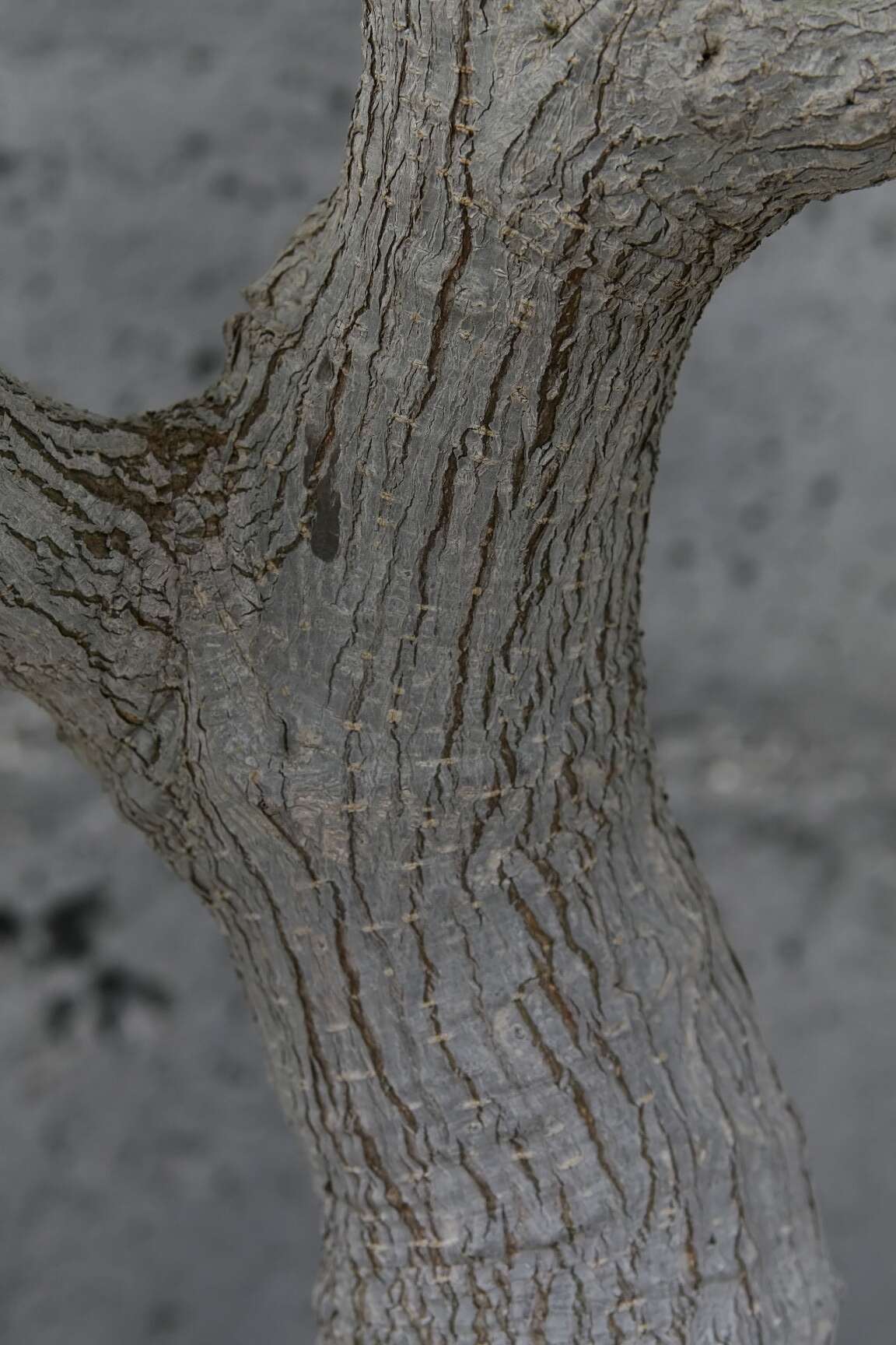 Image de Ficus neriifolia Smith