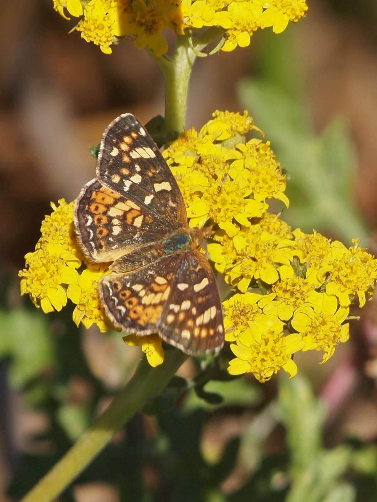 Image of Pearl Crescent