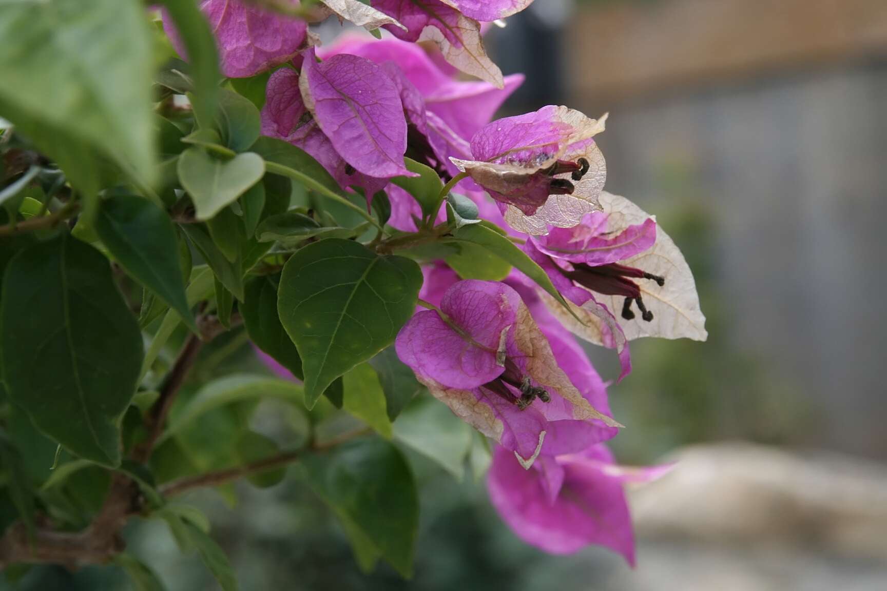 Слика од Bougainvillea glabra Choisy