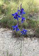 Image of glade larkspur