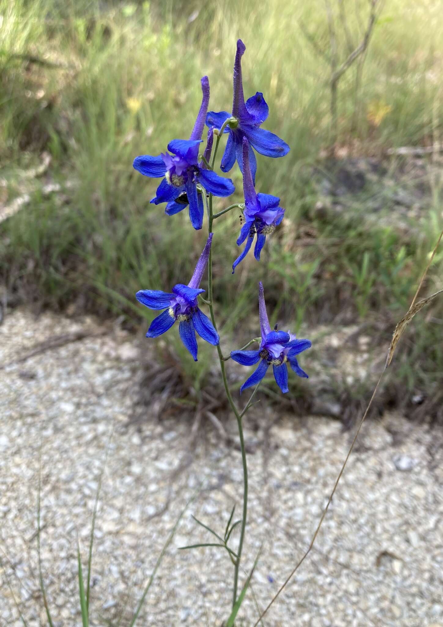 Image of glade larkspur