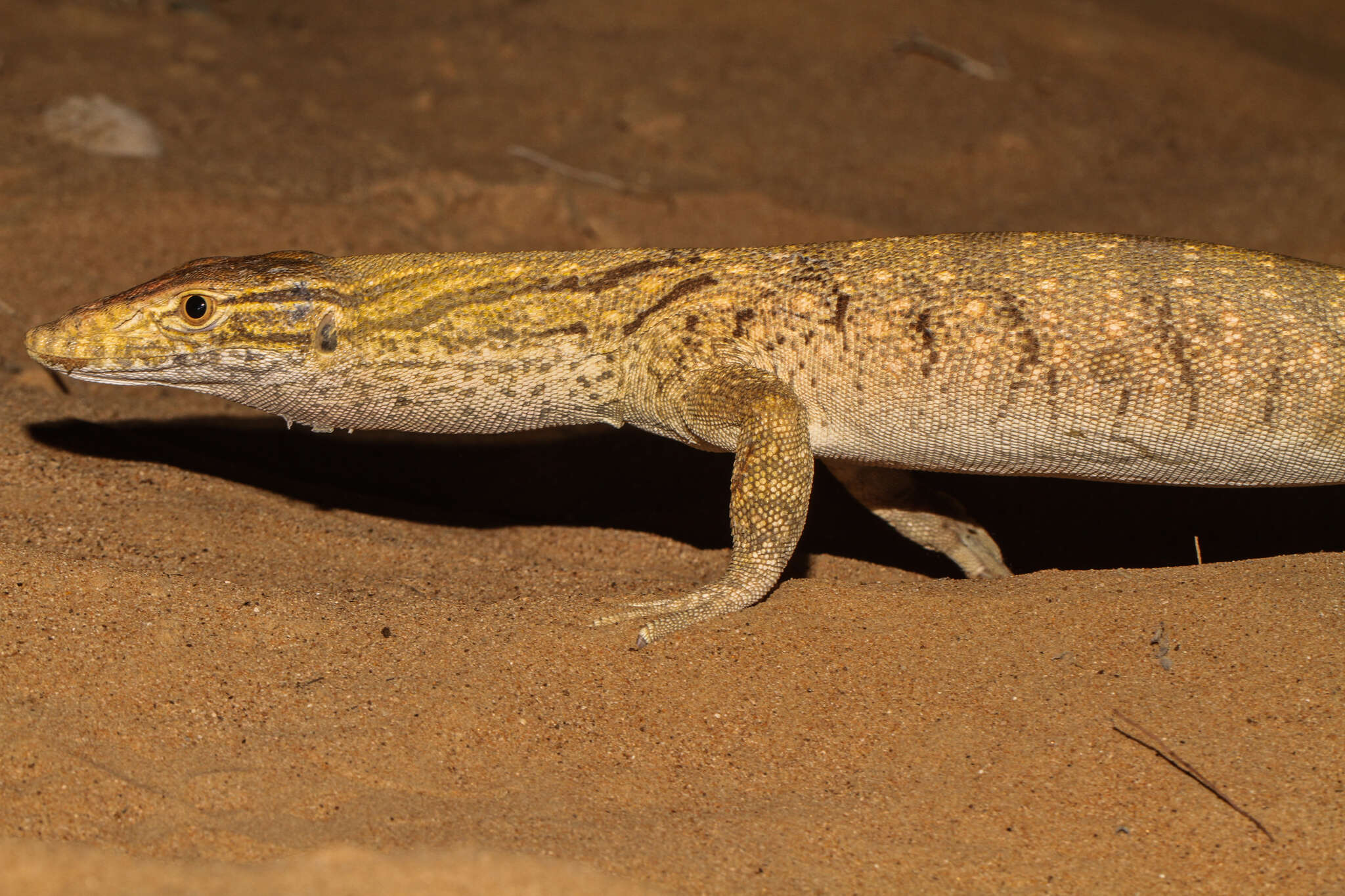 Image of Varanus griseus griseus (Daudin 1803)