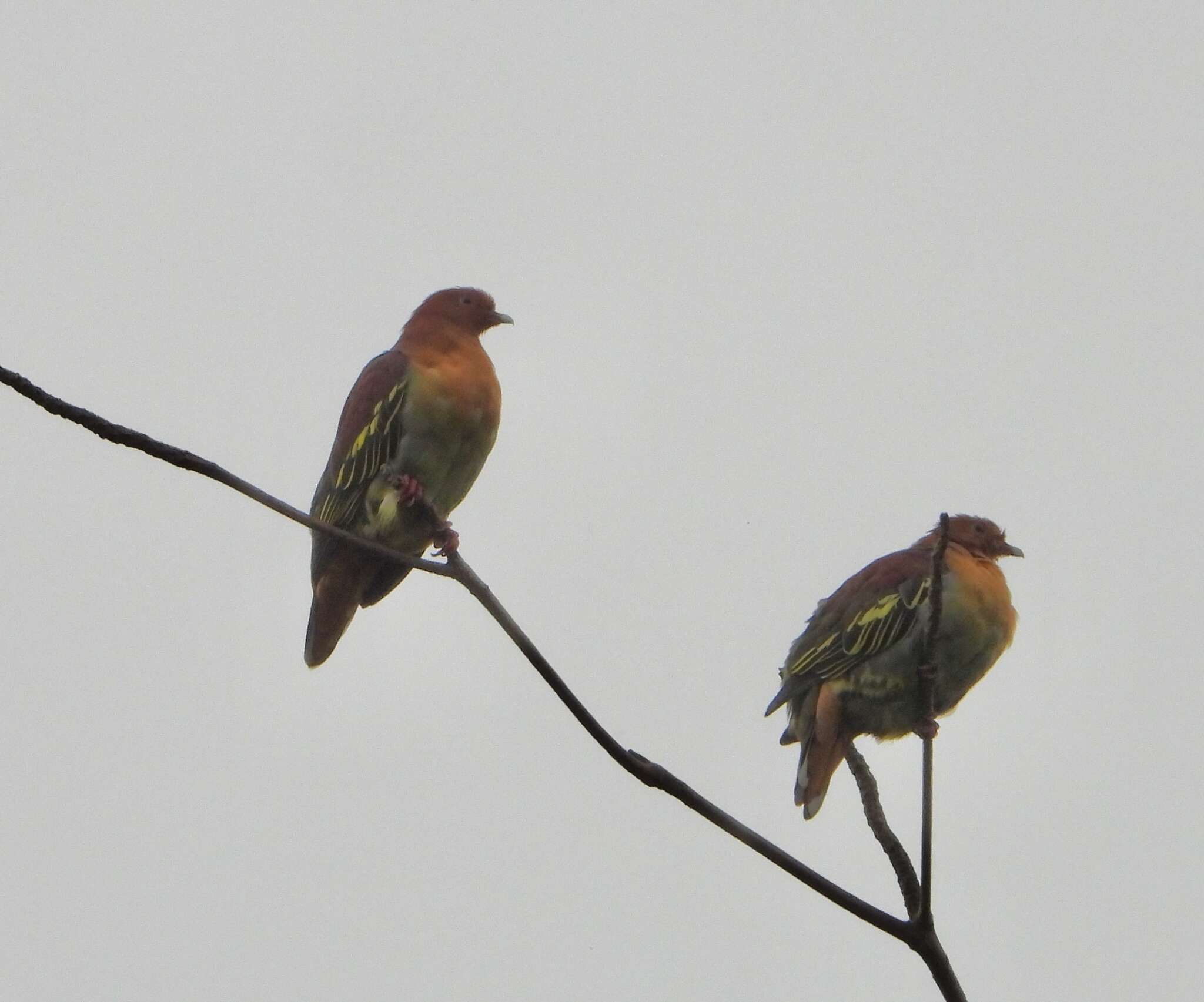 Imagem de Treron fulvicollis (Wagler 1827)