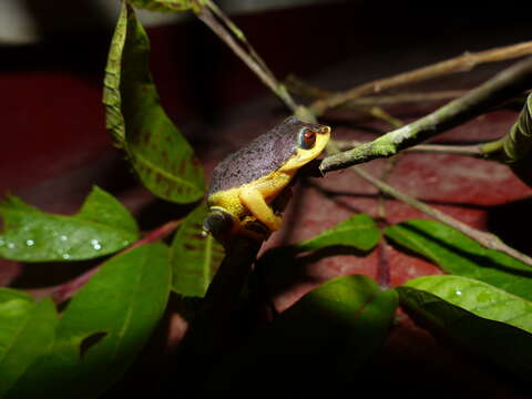 Image of Manantoddy bubble-nest frog