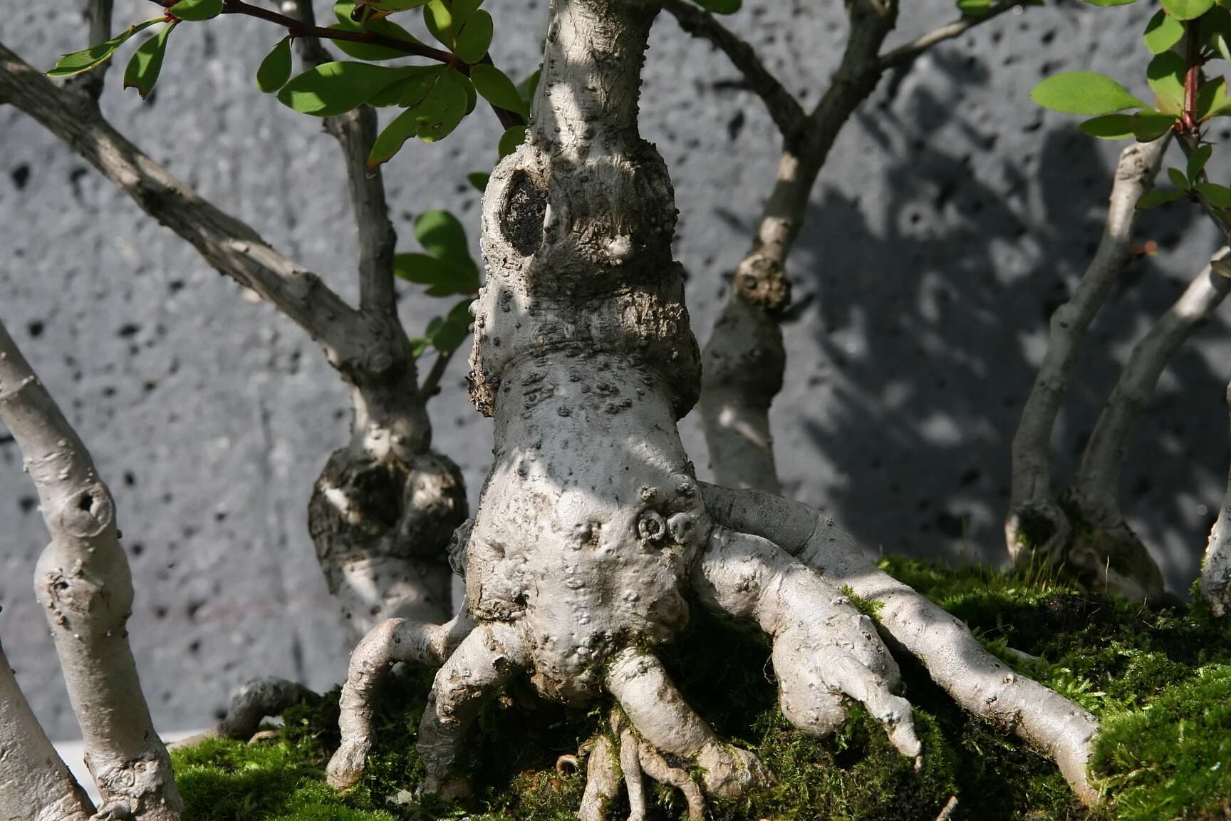 Image of American barberry