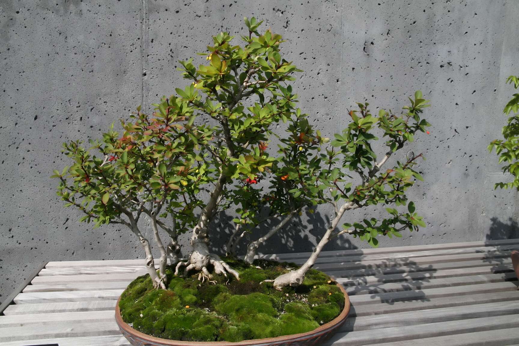 Image of American barberry