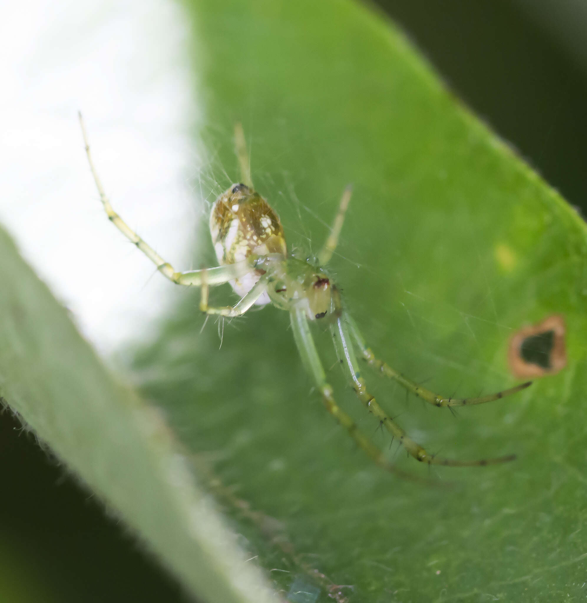 Image of Mangora maculata (Keyserling 1865)