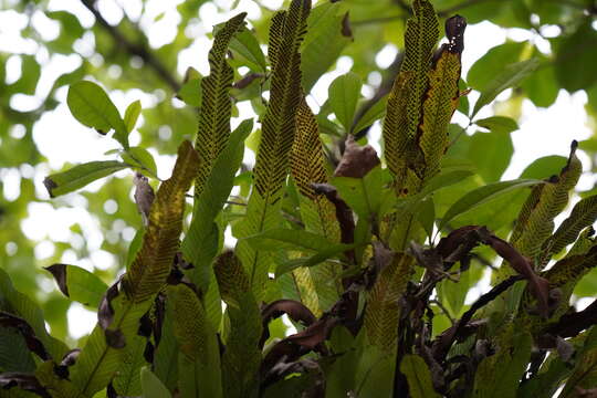 Image of graceful fern