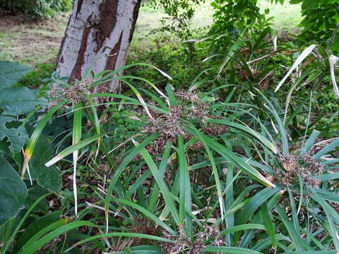 Image of Cyperus alternifolius subsp. flabelliformis Kük.