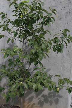 Image de Halesia diptera J. Ellis