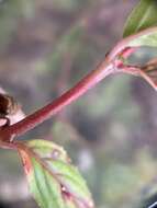 Imagem de Epilobium brevifolium subsp. trichoneurum (Hausskn.) Raven