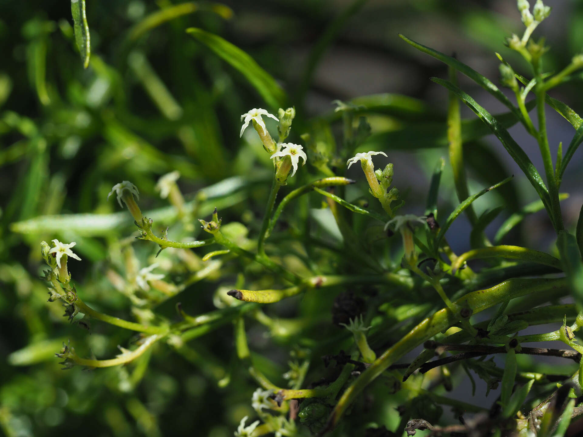 Imagem de Heliotropium messerschmidioides Kuntze