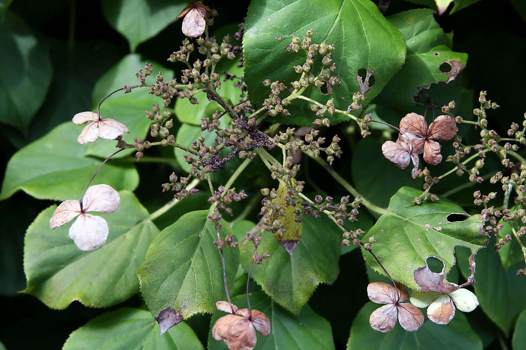 Image of Japanese climbing hydrangea