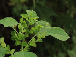 Image de Acalypha indica var. indica