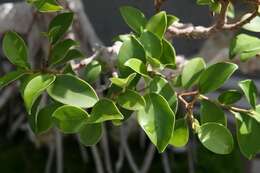 Image of Ficus retusa L.