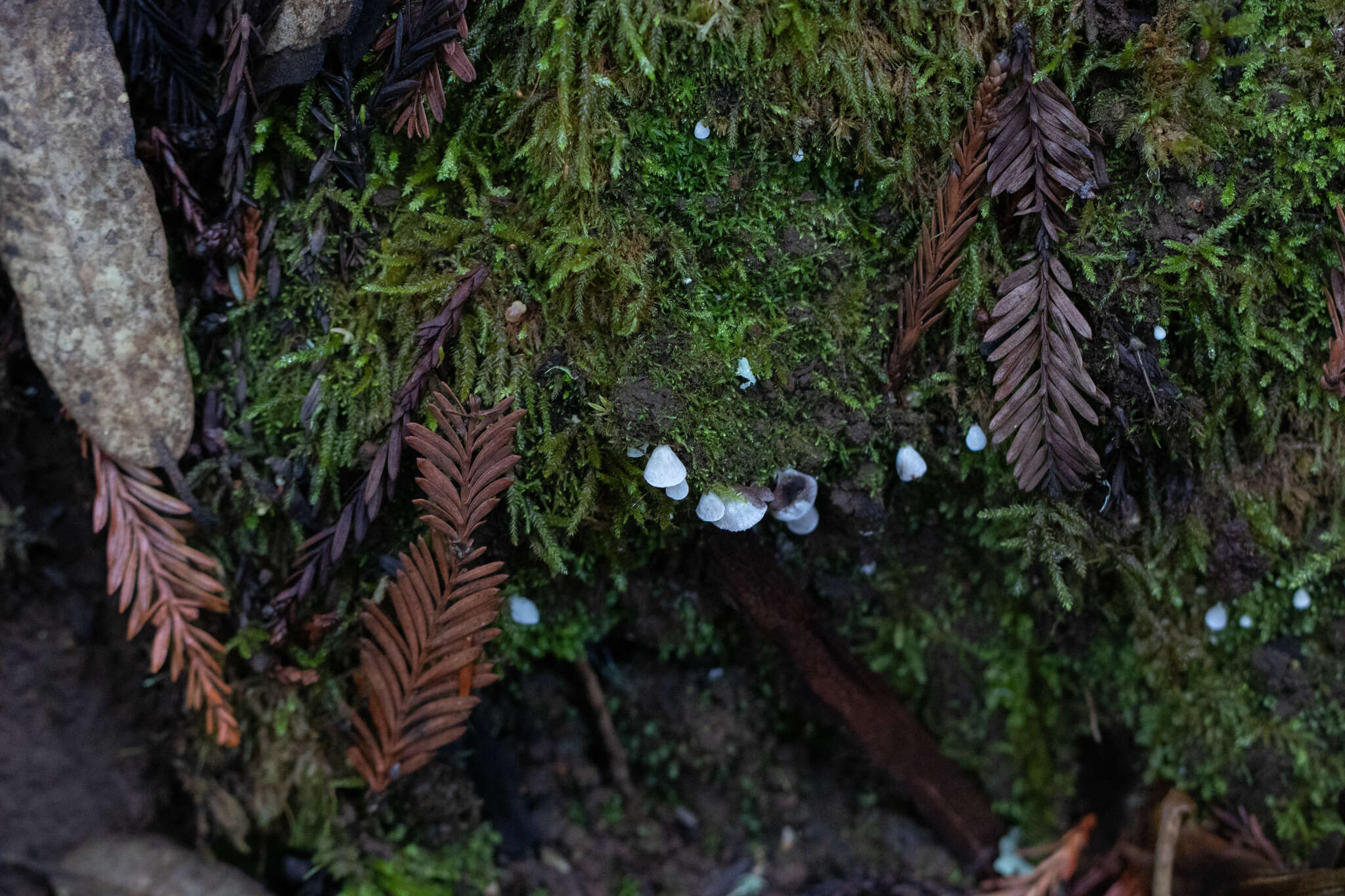 Image de Rimbachia bryophila (Pers.) Redhead 1984