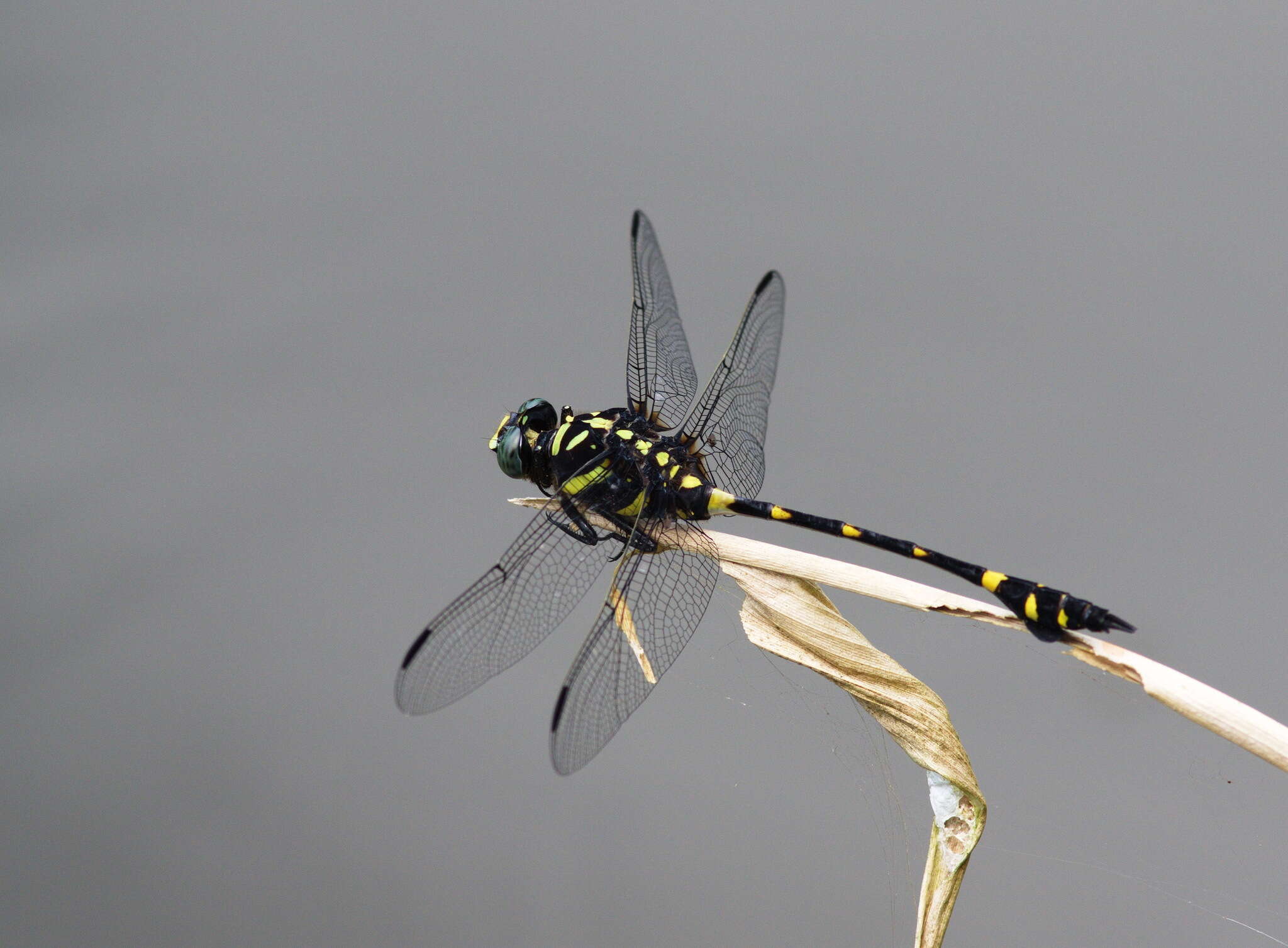 Imagem de Ictinogomphus decoratus (Selys 1854)