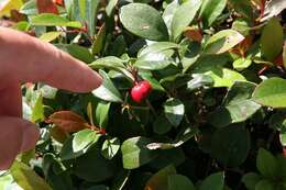 Image of eastern teaberry