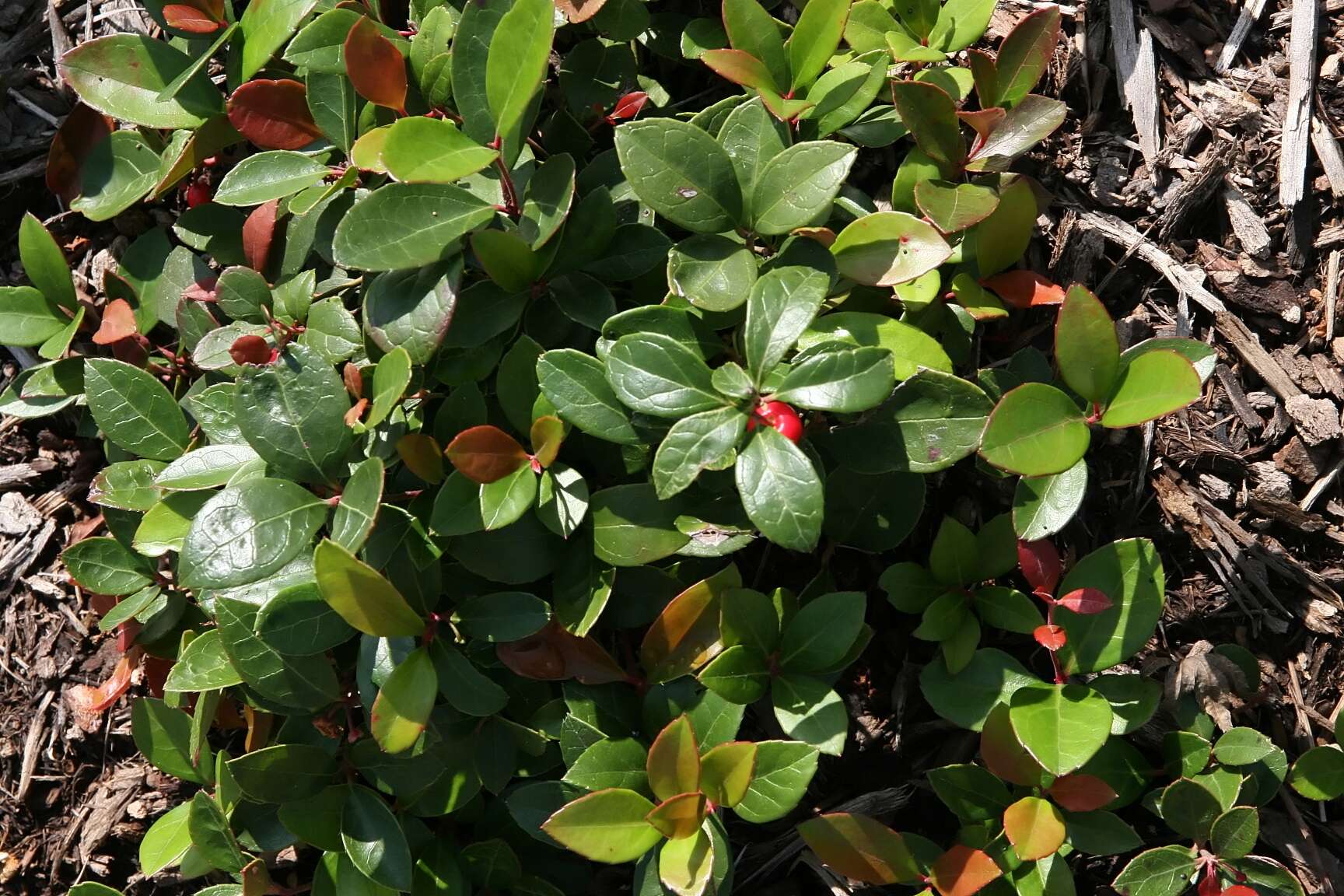 Image of eastern teaberry