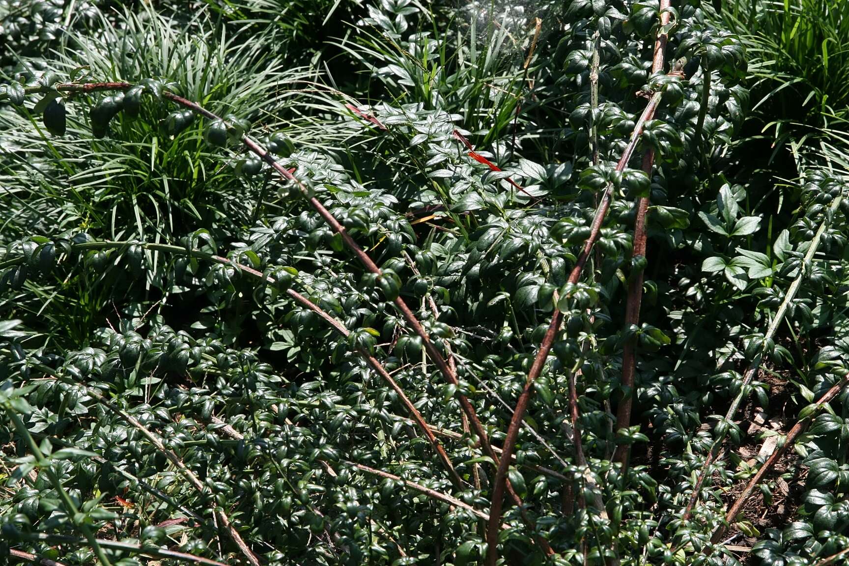 Image of winter jasmine