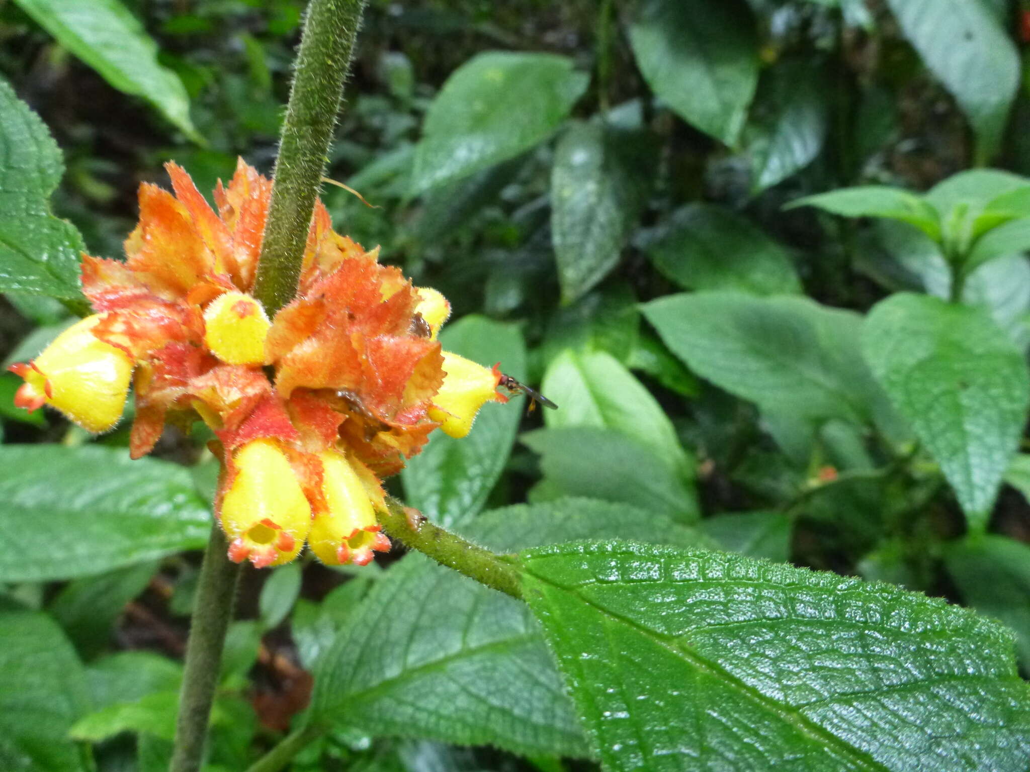 Image of Drymonia teuscheri (Raymond) J. L. Clark