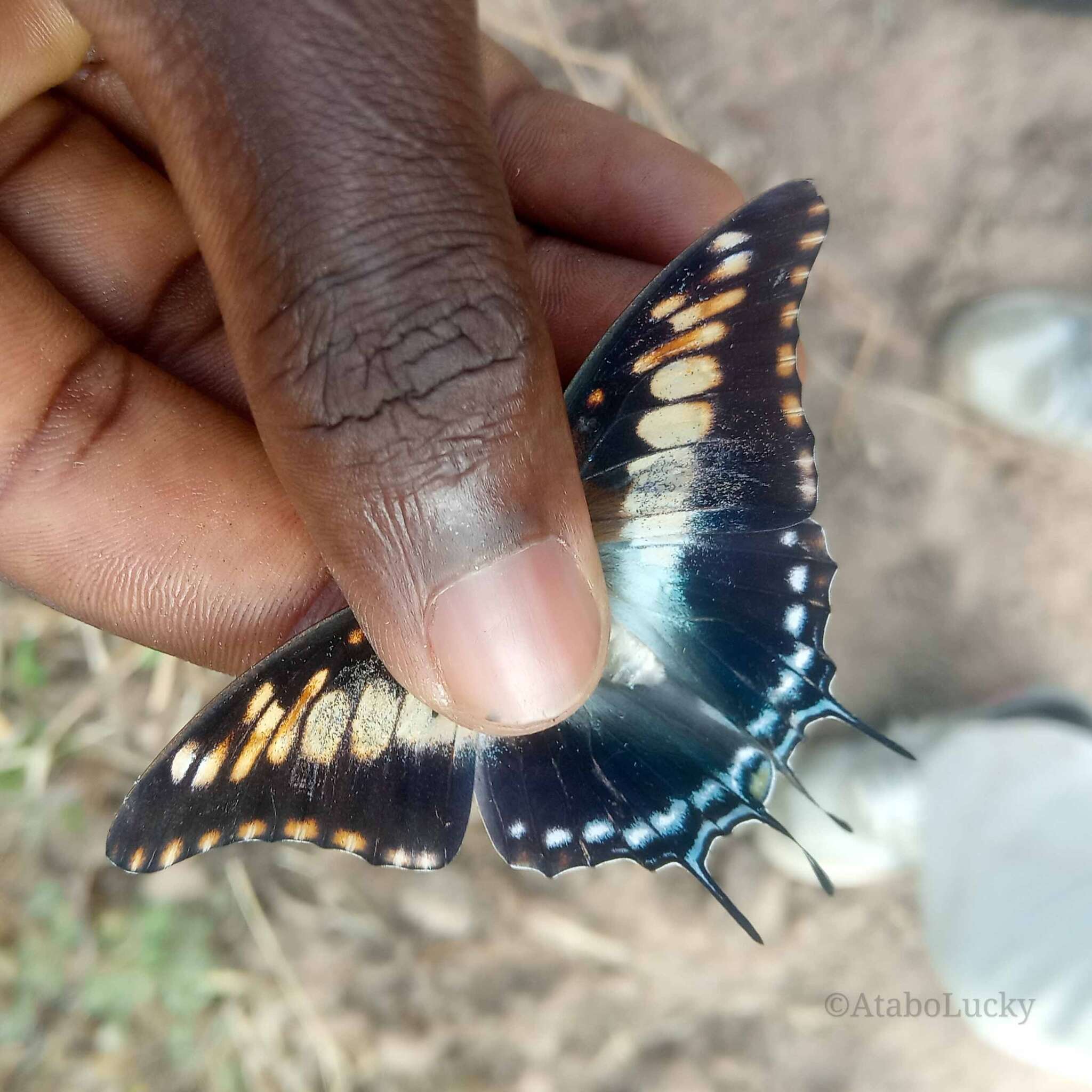 Image of Charaxes achaemenes Felder & Felder 1866